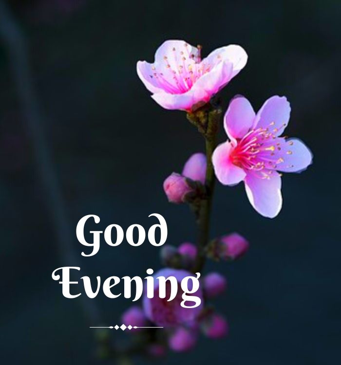 good evening quotes in hindi