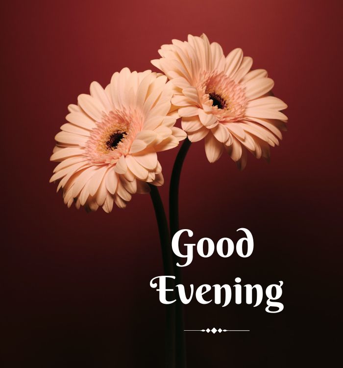 happy good evening quotes