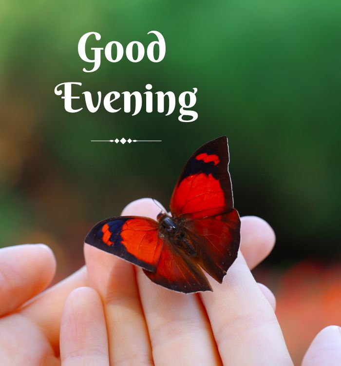 happy good evening